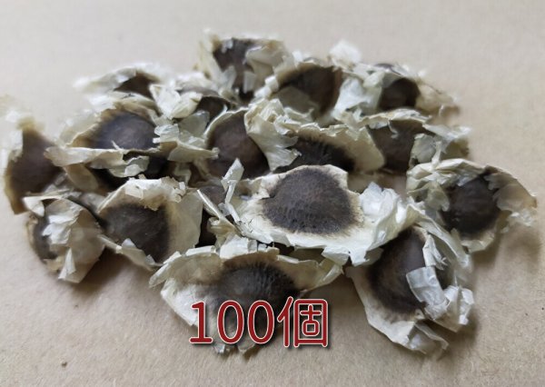 画像1: インド産モリンガ種:Lサイズ100個 (1)