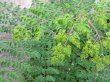 画像3: インド産モリンガ種:Lサイズ100個 (3)